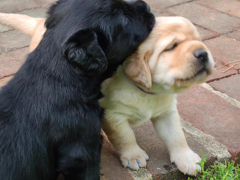Labrador Puppy Love
