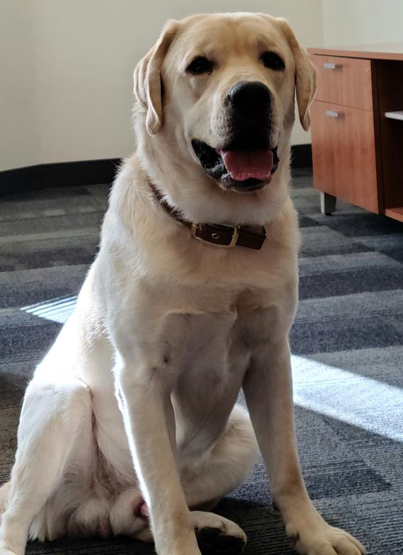 VT Tech Canine Ambassador