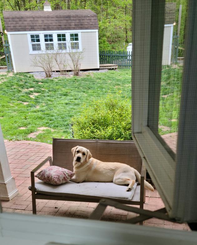 Yellow English Labrador