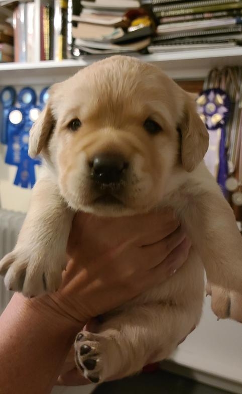 Yellow Labrador Puppy