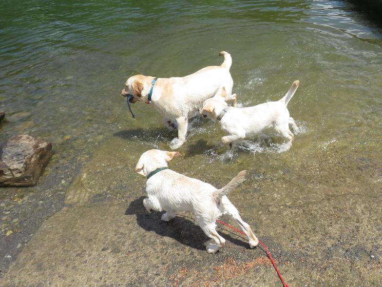 Labrador Puppy  Water Sociialization