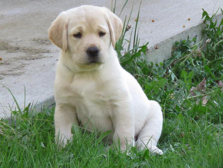 Yellow Labrador Puppy