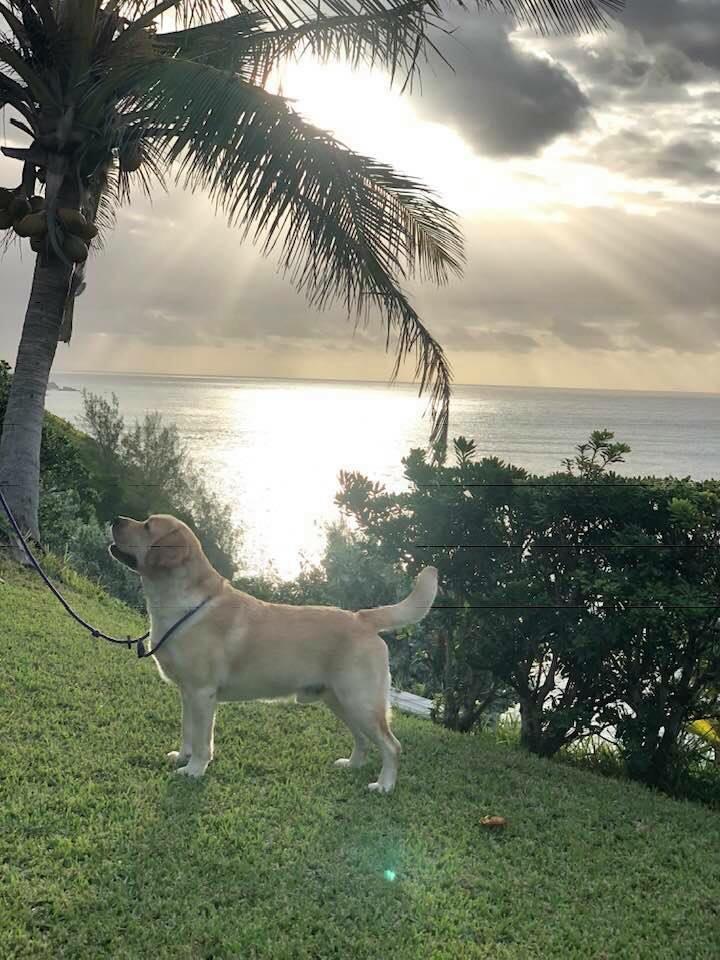 AKC Grand Champion Labrador Sire for CiaoBella Labradors