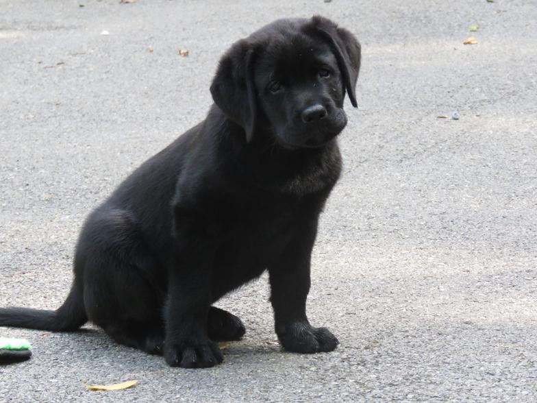 Black English Style Labrador