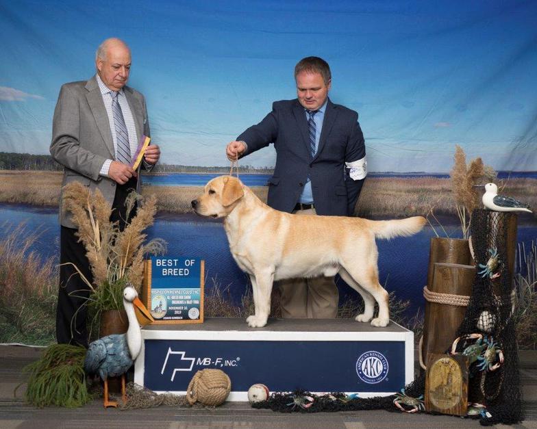 AKC Grand Champion Top 20 Labrador  as sire for CiaoBella Labradors