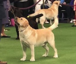 AKC Grand Champion Sire for CiaoBella Labradors