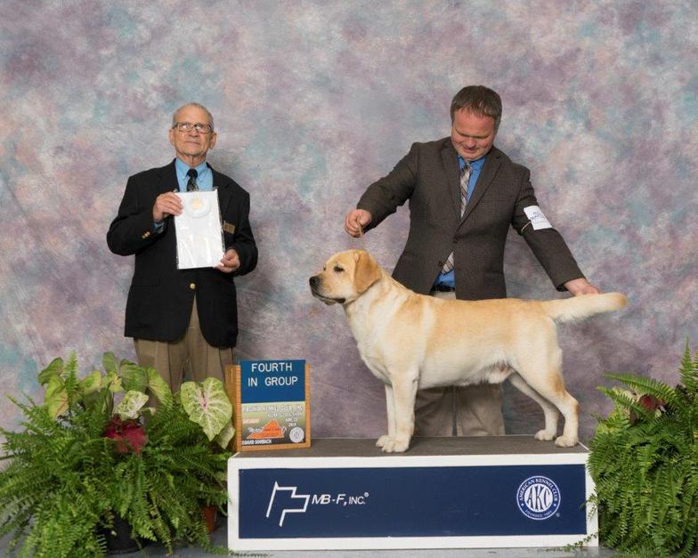 AKC Grand Champion Sire for CiaoBella Labradors