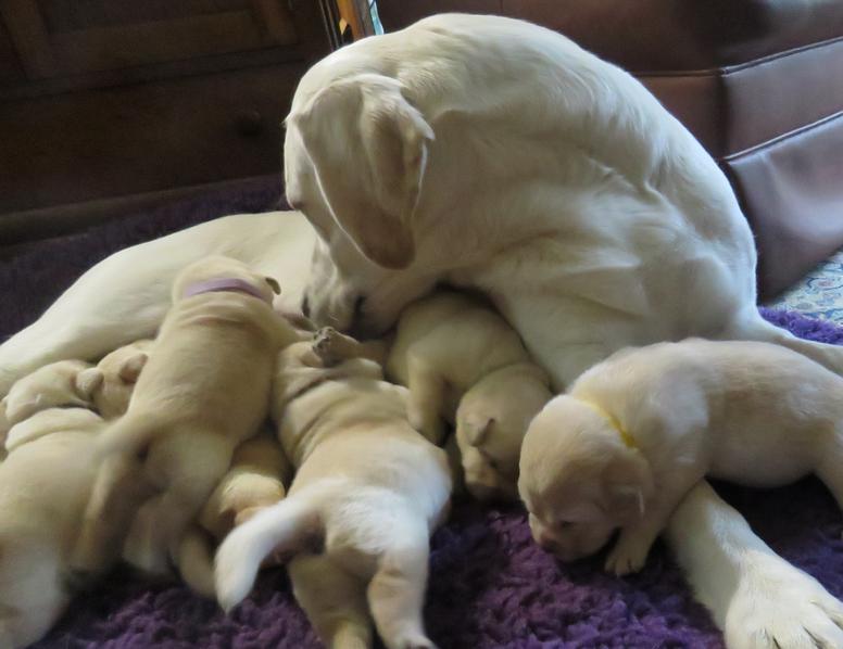 Yellow Labrador Puppies