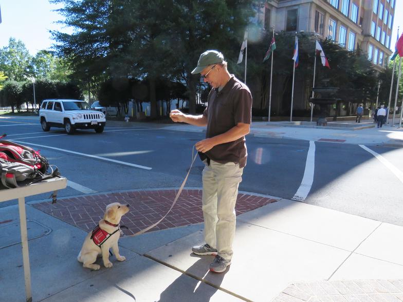 Labrador Puppy Socialization