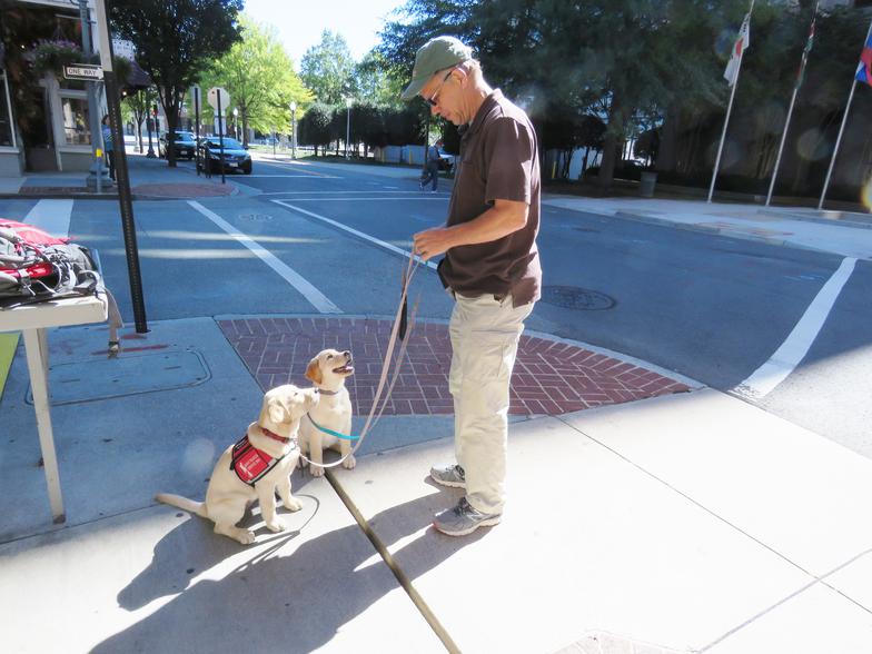 Labrador Puppy Socialization