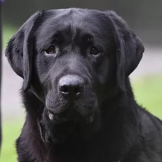 AKC Grand Champion Sire for CiaoBella Labradors