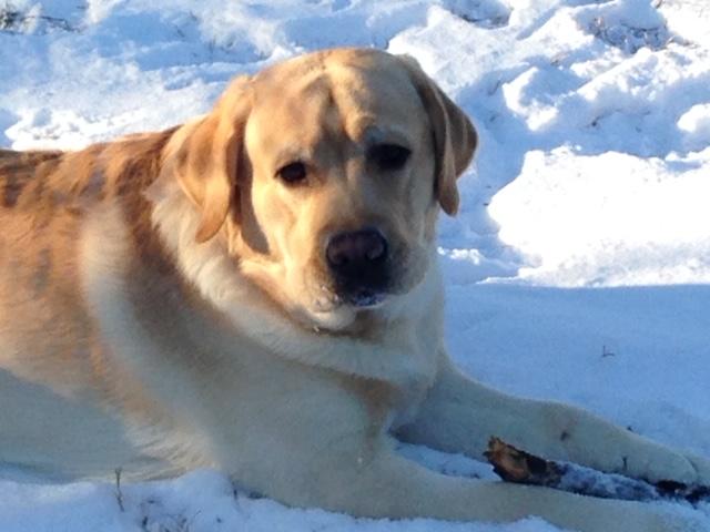 AKC Grand Champion TOP 25 Sire for CiaoBella Labradors