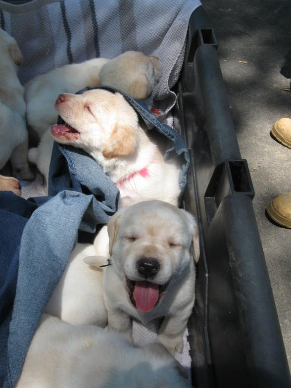 English Labrador Championship bloodlines