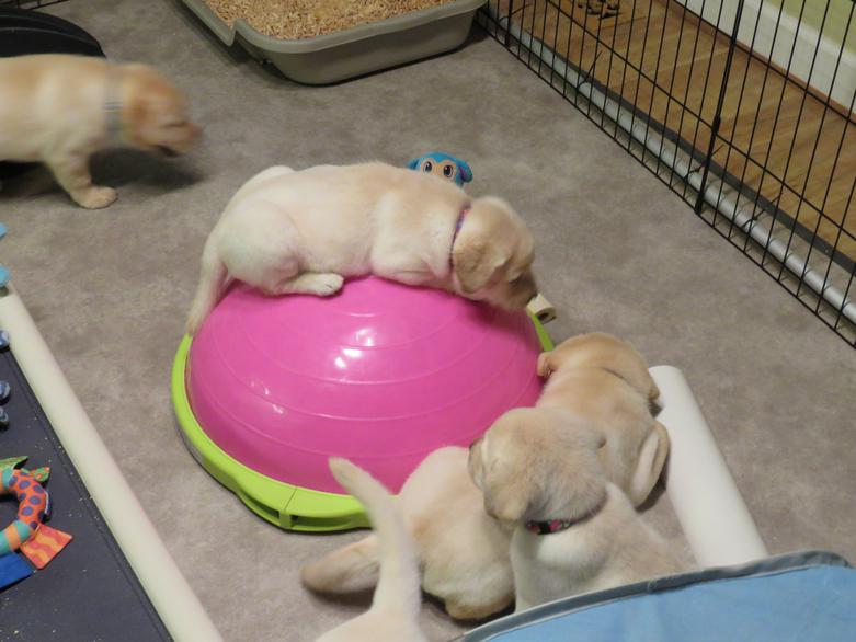 Labrador puppy novice introductions