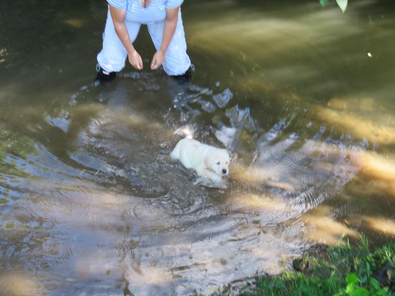 Labrador Puppy Water Introductions