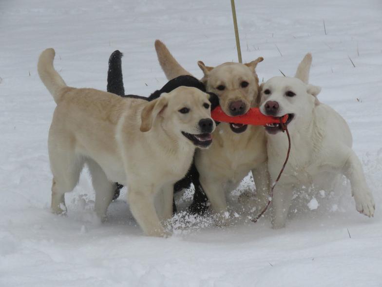 Beautiful English Labradors with AKC Championship bloodlines