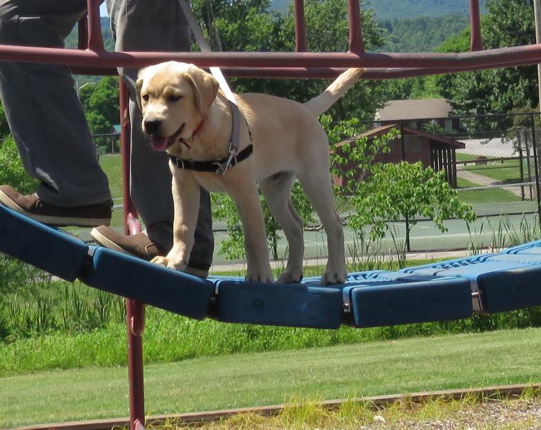 Labrador Puppy Socialization