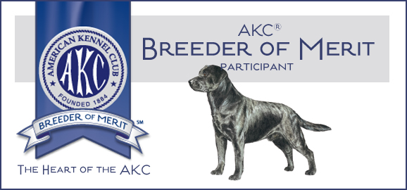 AKC Breeder of Merit