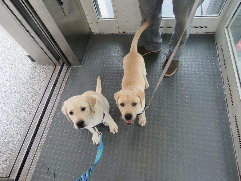 Labrador Puppy Socialization