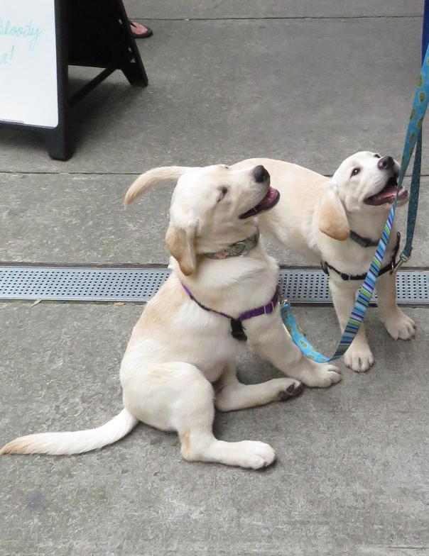 Labrador Puppy Socialization