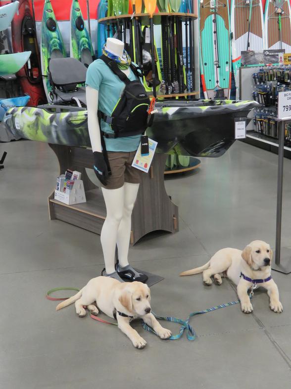 Labrador Puppy Socialization