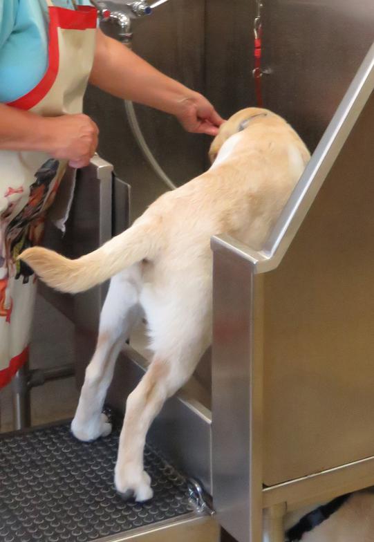 Labrador Puppy Socialization