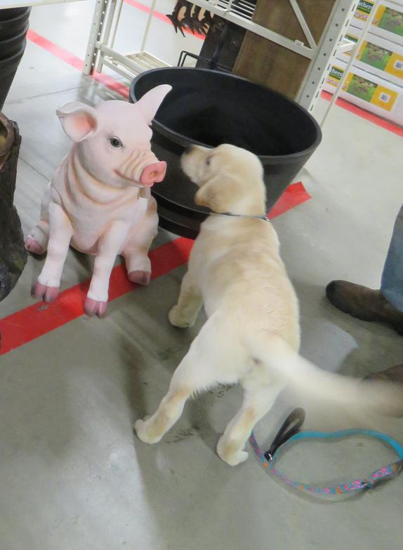 Labrador Puppy Socialization
