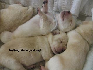 English Style Labrador Puppies