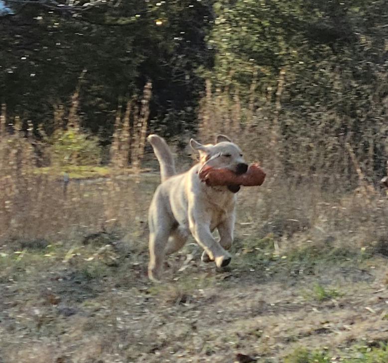 Yellow English Labrador