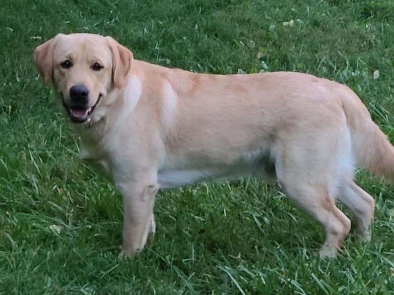 Yellow English Labrador