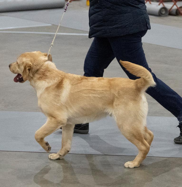 Yellow English Labrador