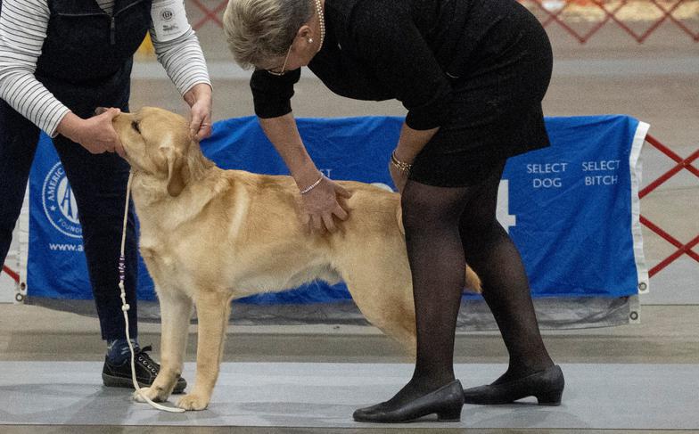 Yellow English Labrador