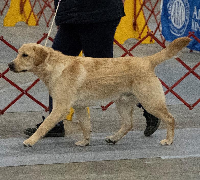 Yellow English Labrador