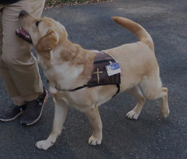 Pet Therapy Labrador