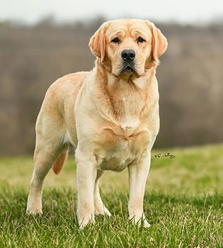 MBISS Grand Champion GOLD sire for CiaoBella Labradors