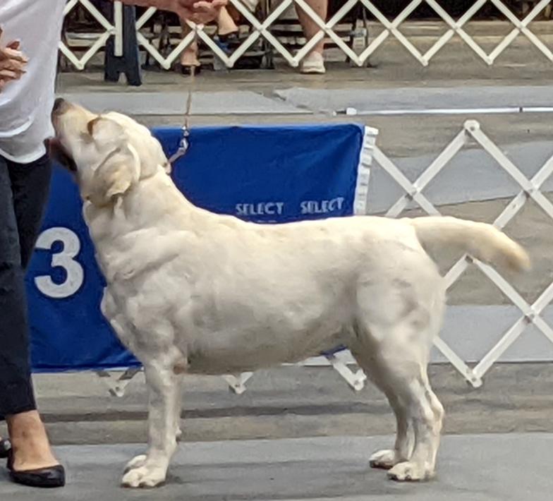 Daughter of Westminster BOB Labrador Winner