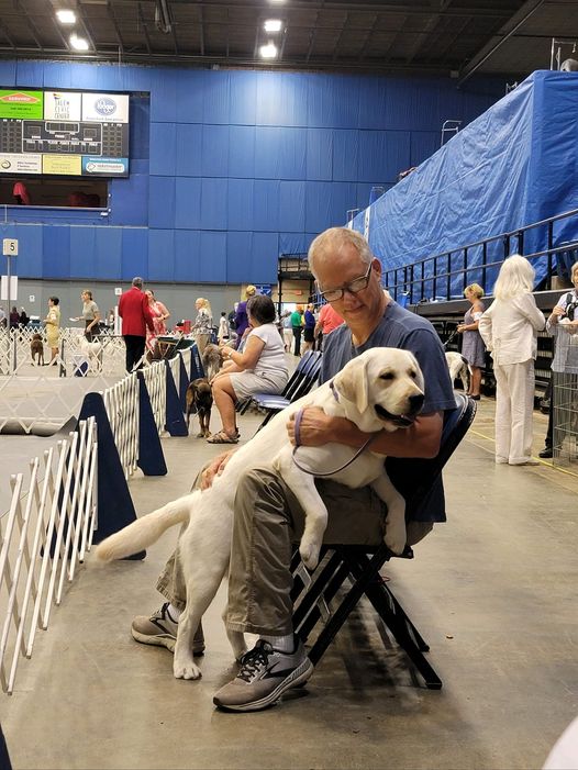 Labrador at AKC Conformation Show