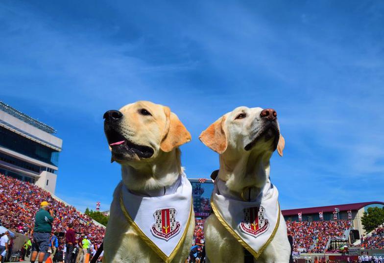 VT Tech Canine Ambassador