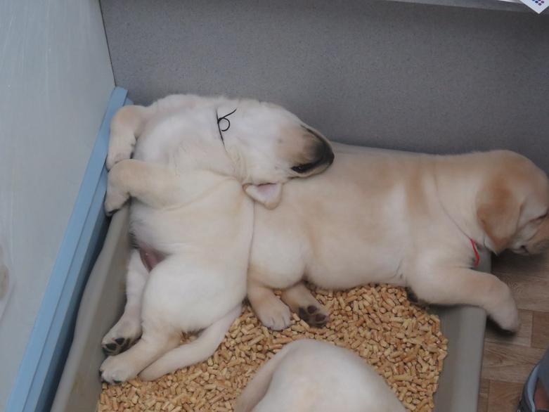Labrador Puppies potty training at 4 weeks