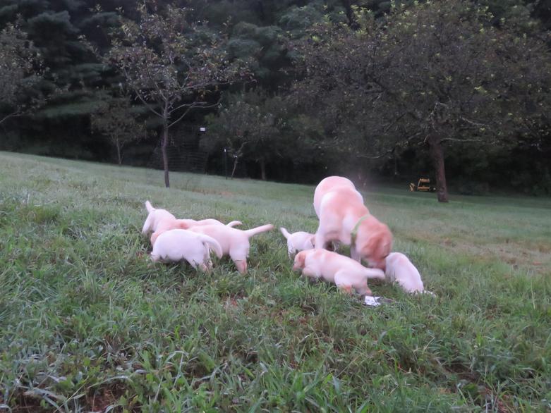 Labrador Puppy Water Introductions