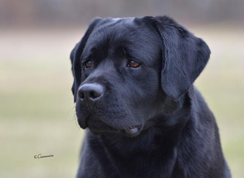 Stunning English Black Labrador