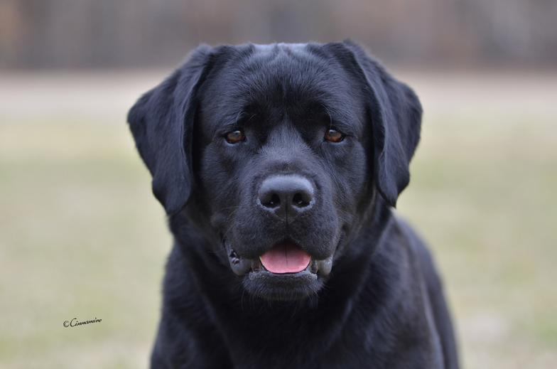 AKC Grand Champion Sire for CiaoBella Labradors