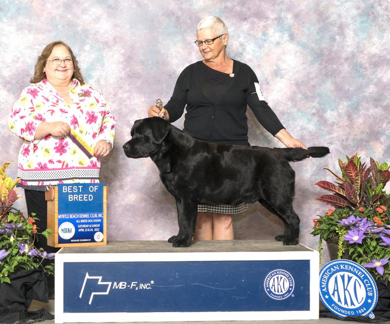 AKC Grand Champion Sire for CiaoBella Labradors