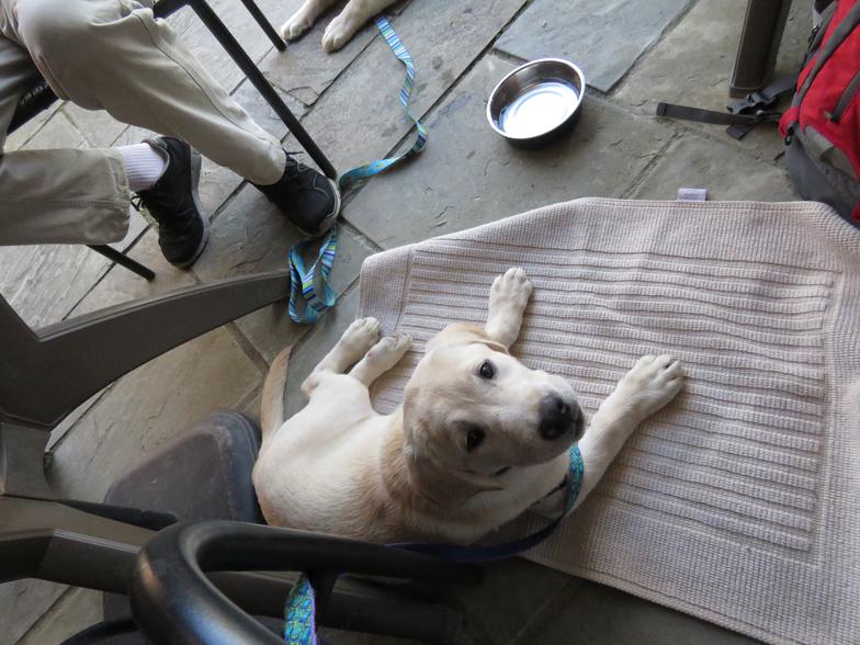 Labrador Puppy Socialization