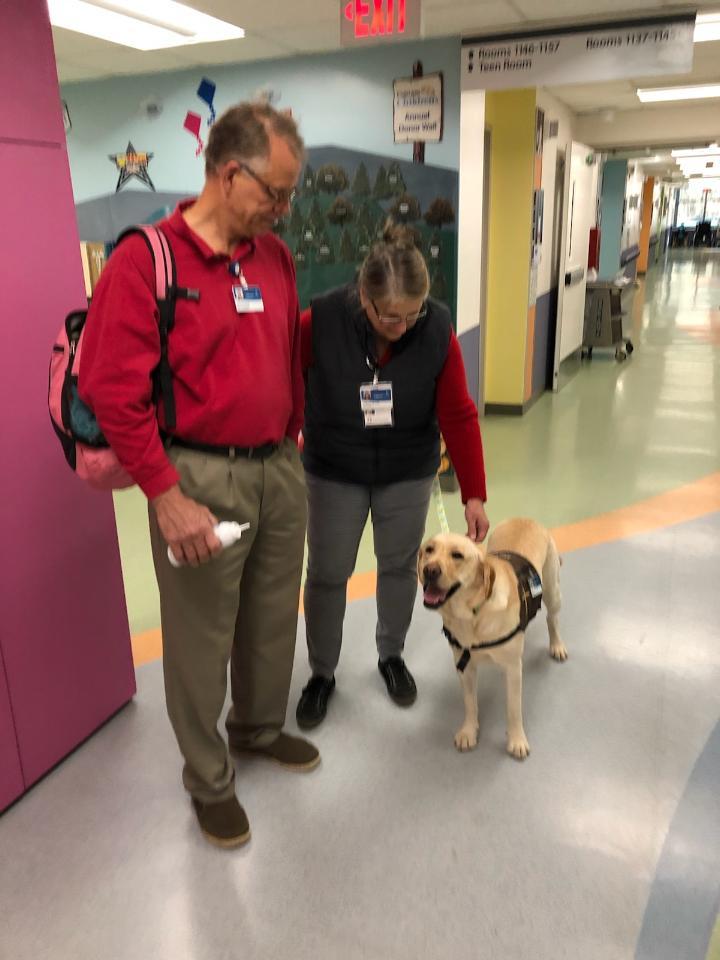 Pet Therapy Labrador